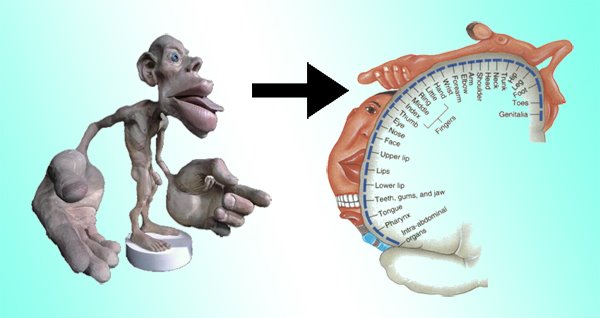 <p class="Paragraph WhiteSpaceCollapse SCXP185543089 BCX8" style="text-align: left"><span>The amount of motor cortex devoted to each body part corresponds to the complexity of movement. ​</span></p><p></p>
