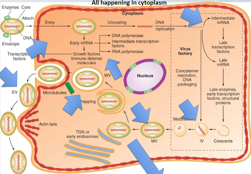 cytoplasm, dependent on viral pol