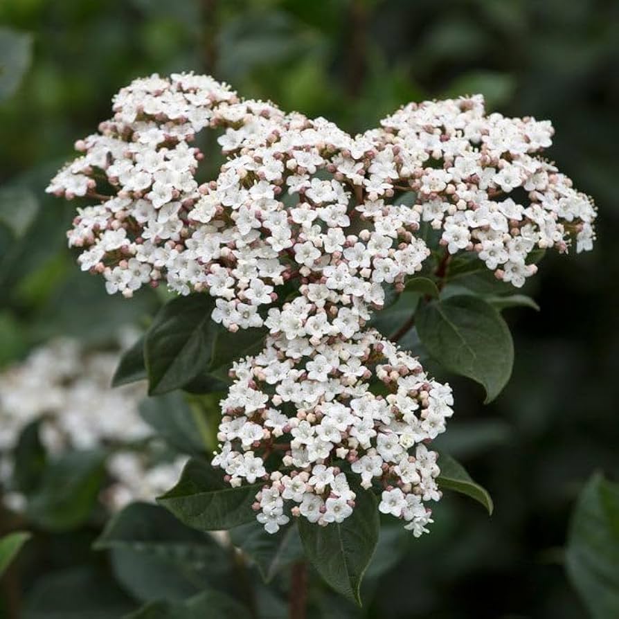 <ul><li><p>large evergreen shrub</p></li><li><p>8-10’ w</p></li><li><p>evergreen, simple leaves; oval, blunt tip pointed not sharp, fuzzy when held to sun, 2-3”, wave margins, bright to dark green</p></li><li><p>compound flower; cyme structure, white</p></li><li><p>multi-stemmed, light green when stressed, flowers growing altogether at end of branches</p></li><li><p>fragrant</p></li><li><p>found near Haas </p></li></ul><p></p>