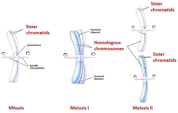 <p>mitosis - sister chromatids</p><p>meiosis l - homologous chromosomes</p><p>meiosis ll - sister chromatids x2</p>
