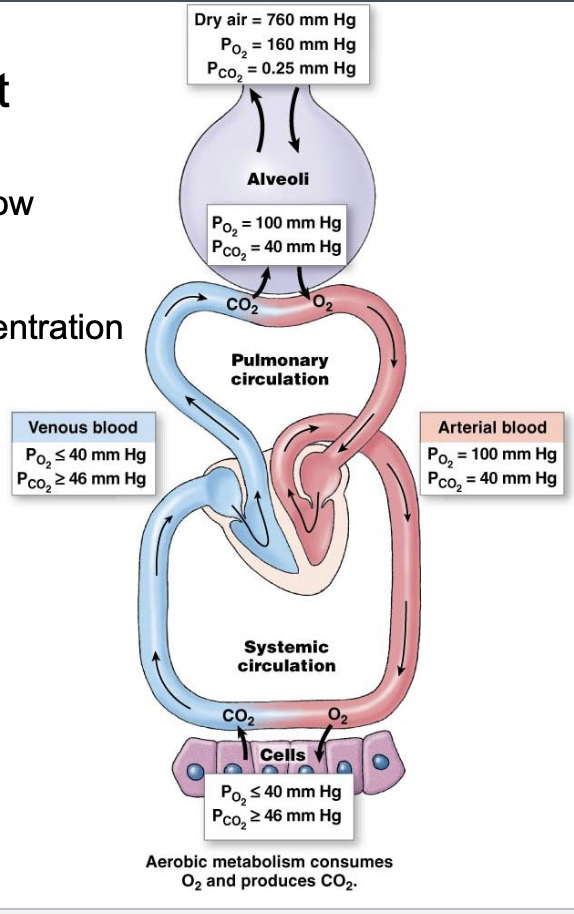 <ul><li><p>high partial pressure —&gt; low partial pressure</p></li></ul><p></p>