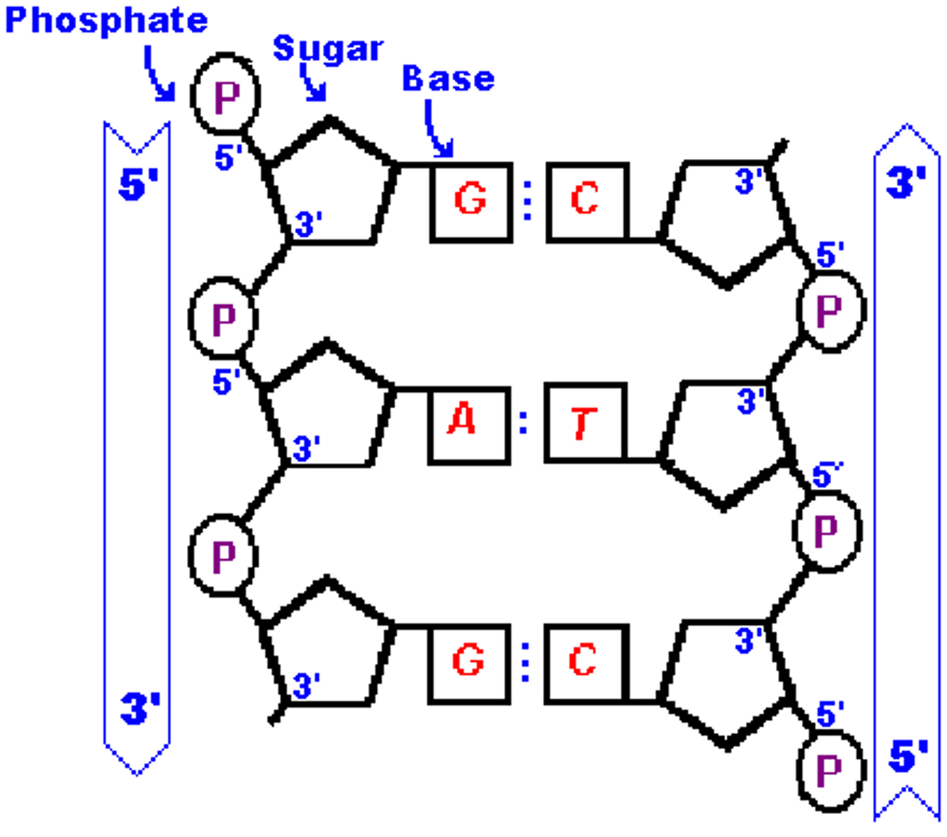 <p>1. Double helix</p><p>2. Strands have a 5 prime and 3 prime end</p><p>3. strands run antiparallel</p><p>4. strands are connected with hydrogen bonds</p>