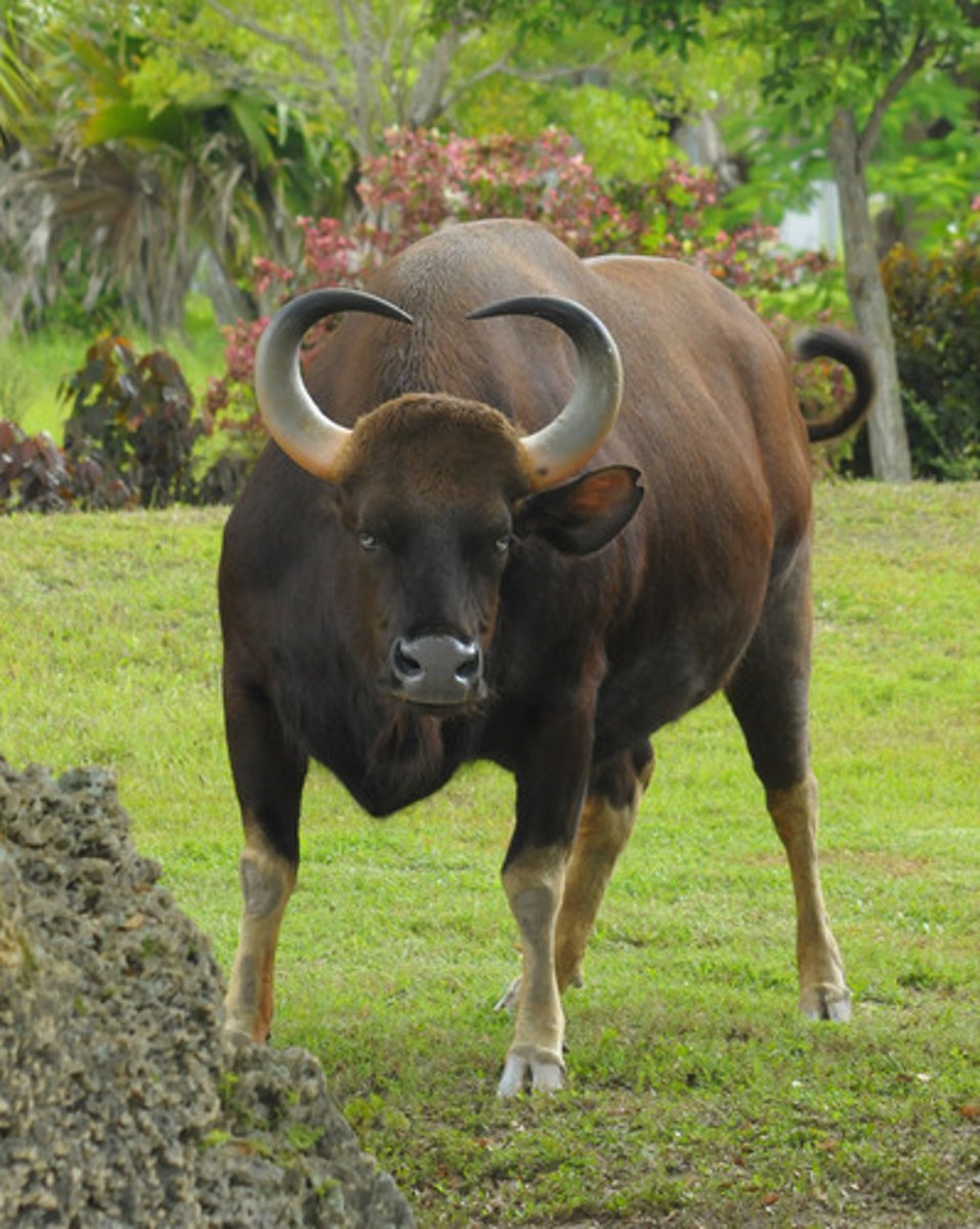 <p>largest extant bovid, nocturnal, small matriarchal herds(single bull), forrest habitat, Gayal= domesticated form</p>
