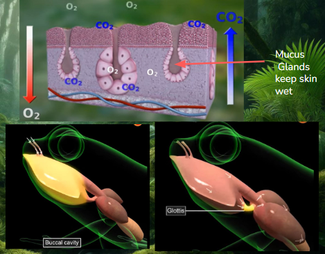 <p>Amphibian respiratory adaptions</p>