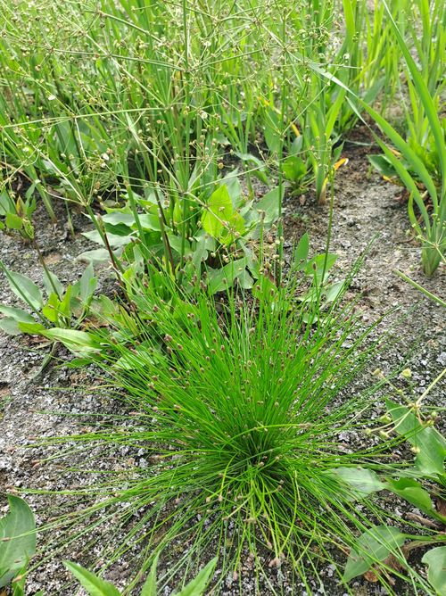 <p>spikelet has scales, looking almost like a small cone, arranged spirally. Stems have no leaves, plants in clumpy habit and shorter/more delicate</p>
