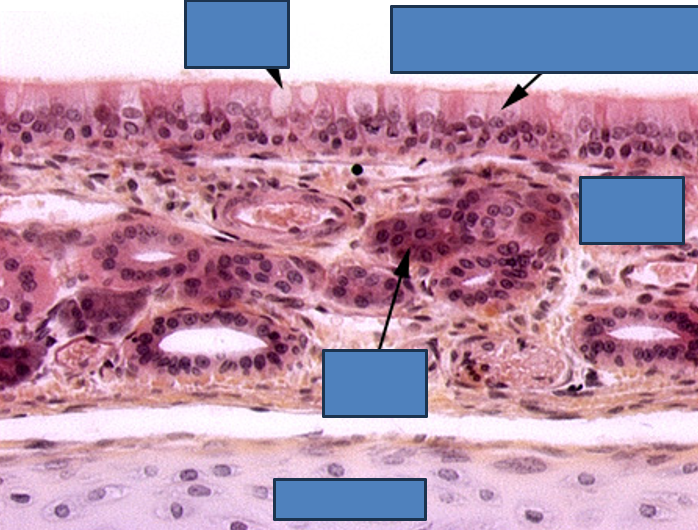 <p>Identify this structure</p>