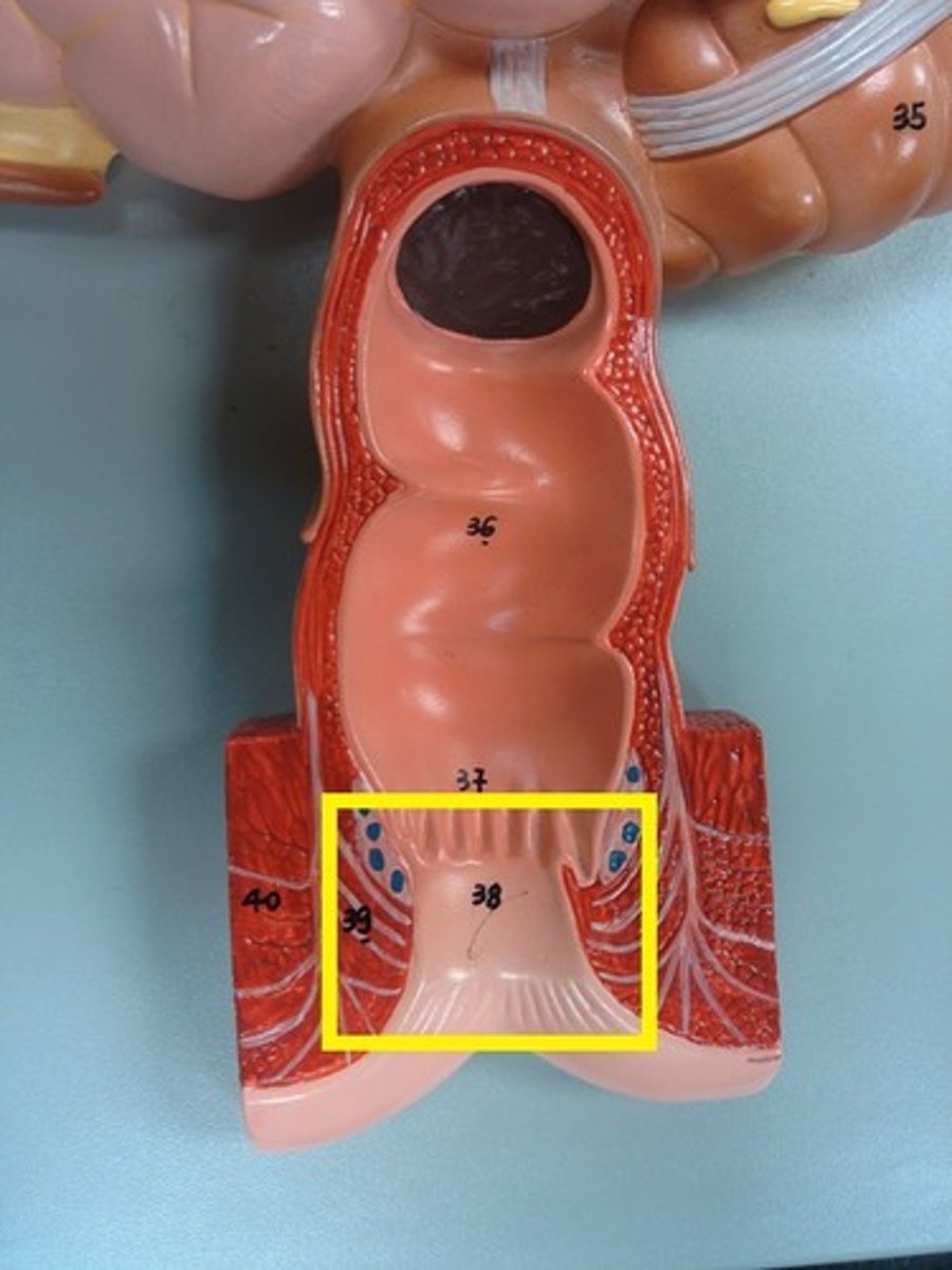 <p>- the circular muscle layer thickens into the internal anal sphincter, which is involved with waste excretion</p>