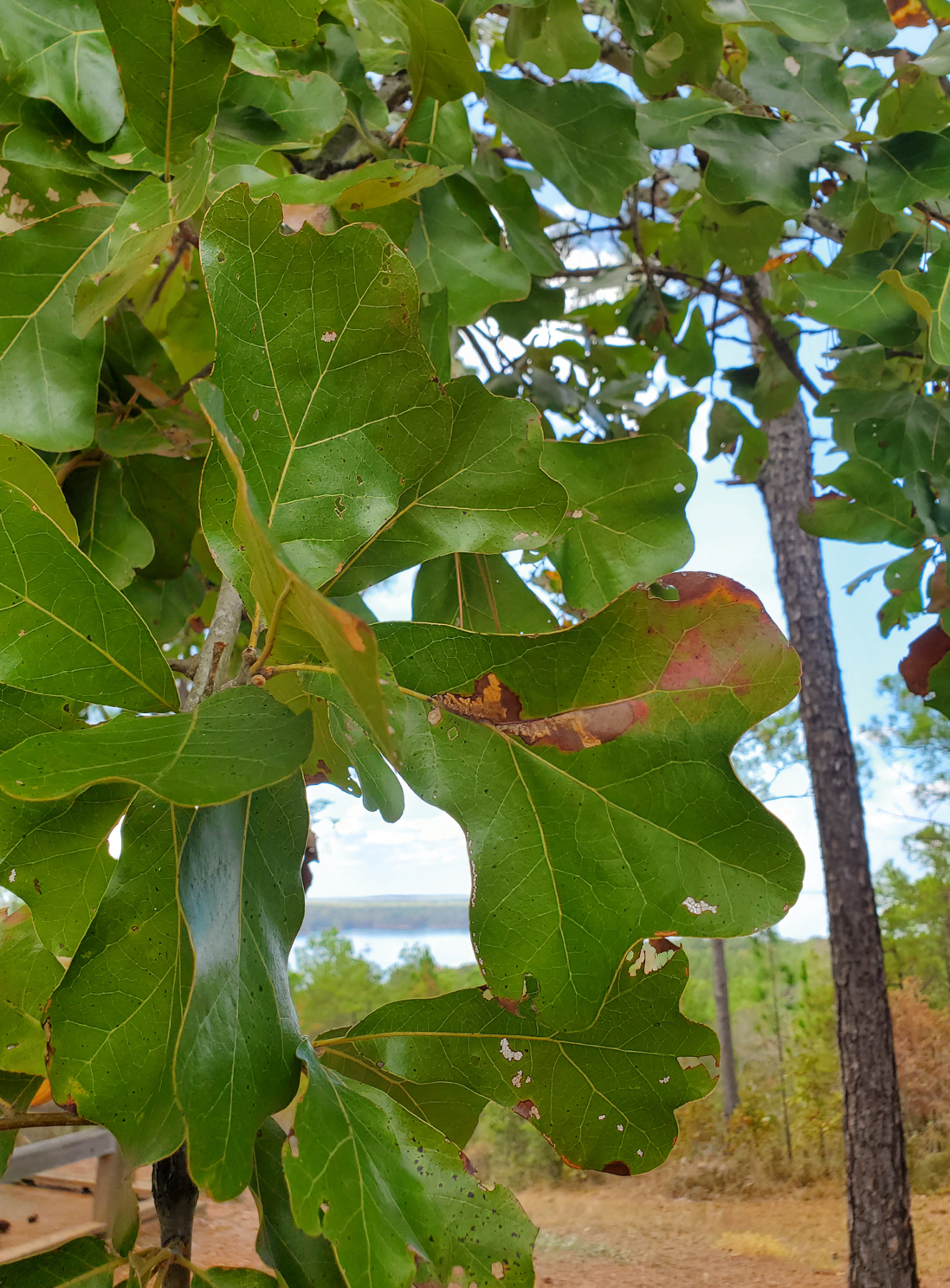 <p>blackjack oak</p>
