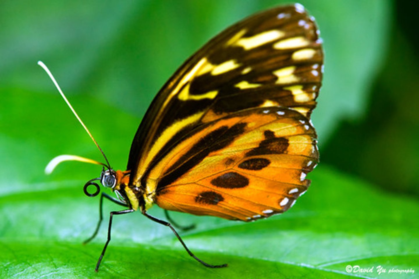 <p>An insect with colourful wings. it changes from a caterpillar into this.</p>