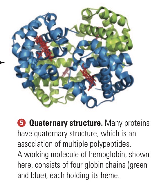 <p>An association of multiple polypeptides.</p>