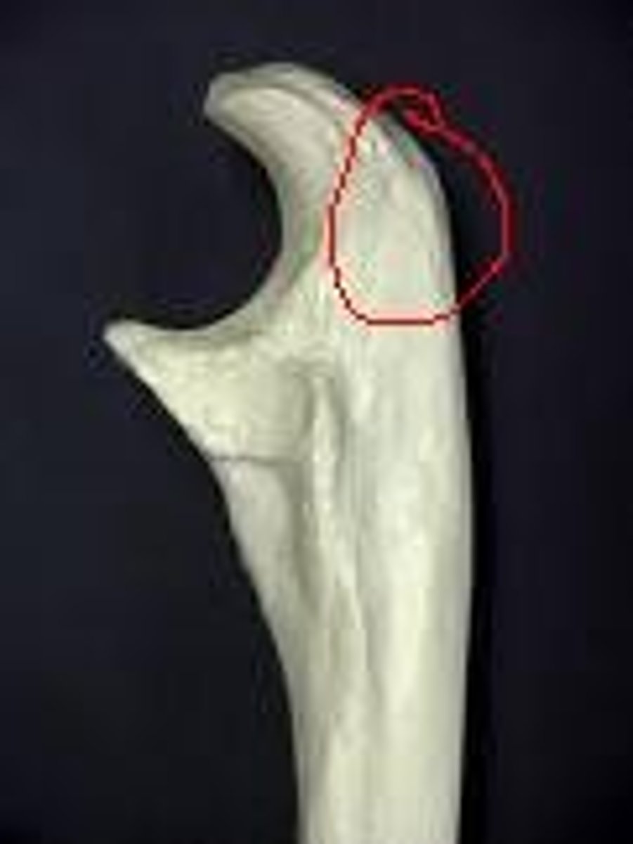 <p>what is this?</p>