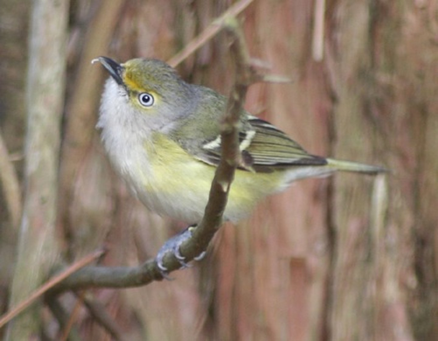 <p>Passeriformes Vireonidae</p>
