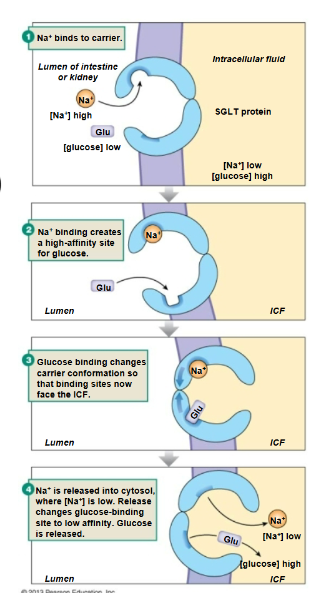 <p>Sodium-glucose transporter (SGLT)</p>