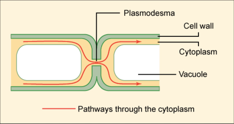 <p>signaling substances exchange directly between the cytoplasm of two adjacent cells via channels</p><p>animal cells: gap junctions</p><p>plants: plasmodesmata</p>
