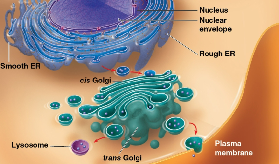 <p>Endomembrane system</p>
