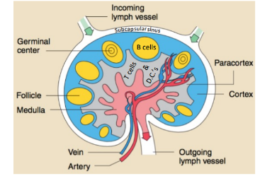 <p>-B cells gather into follicles in the cortex, adjacent to the T cells in their paracortex</p><p>-germinal centers arise in the follicles as a result of a lucky Ag-specific B cell finding Ag-specific T cell help to undergo clonal expansion</p>