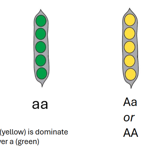 <p>Some alleles are dominant over other particles (for example yellow is dominant over green in Mendel’s pea experiment)</p>