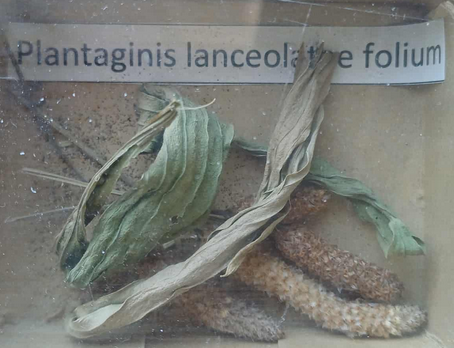 <p><span style="font-size: calc(var(--total-scale-factor) *12.00px);">Plantaginis</span><br><span style="font-size: calc(var(--total-scale-factor) *12.00px);">lanceolatae folium</span><br><span style="font-size: calc(var(--total-scale-factor) *12.00px);">lándzsás útifű levél</span><br><span style="font-size: calc(var(--total-scale-factor) *12.00px);">Plantago lanceolata</span><br><span style="font-size: calc(var(--total-scale-factor) *12.00px);">Plantaginaceae</span></p>