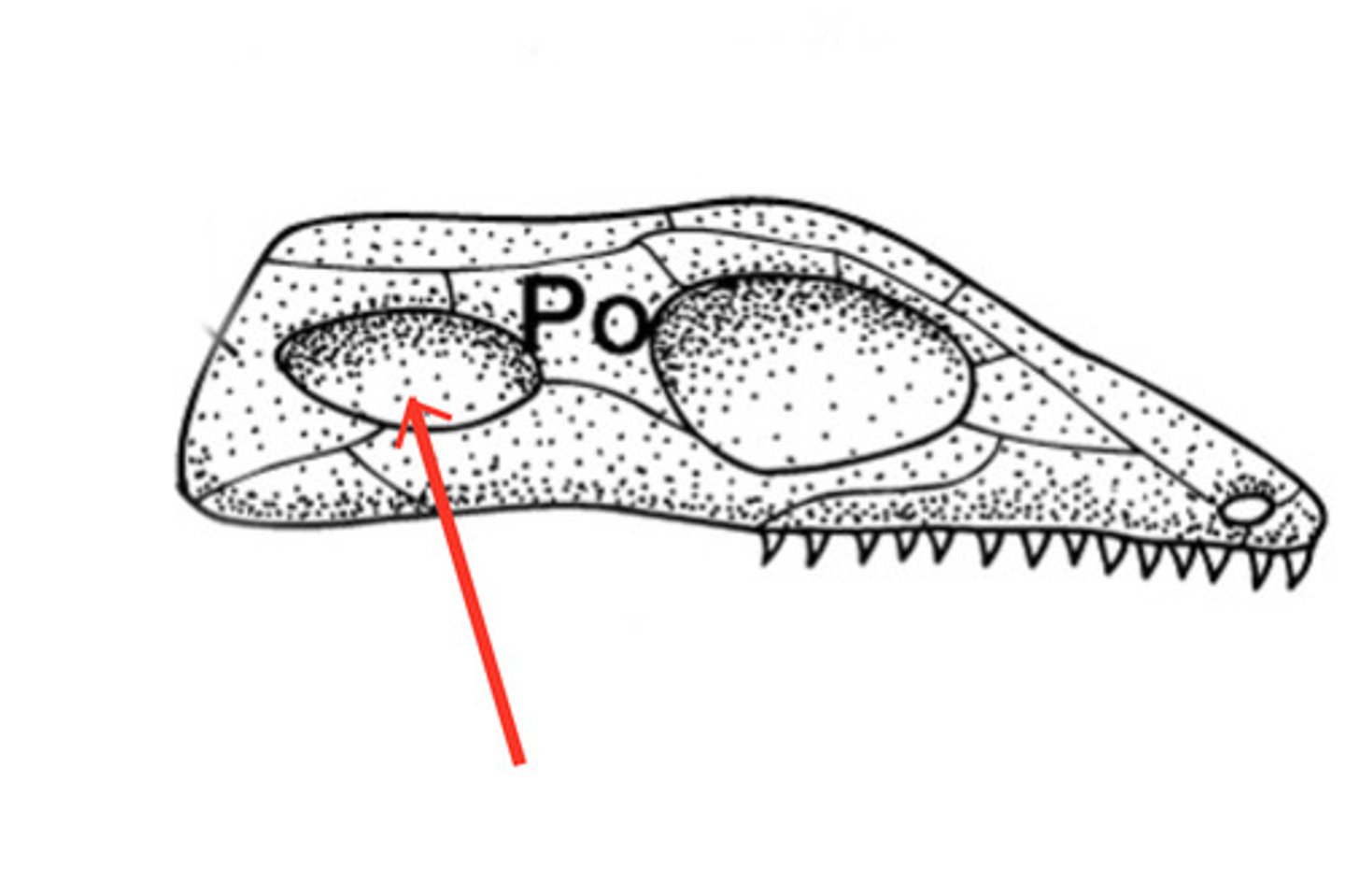 <p>term for a small natural hole or opening, especially in a bone.</p>