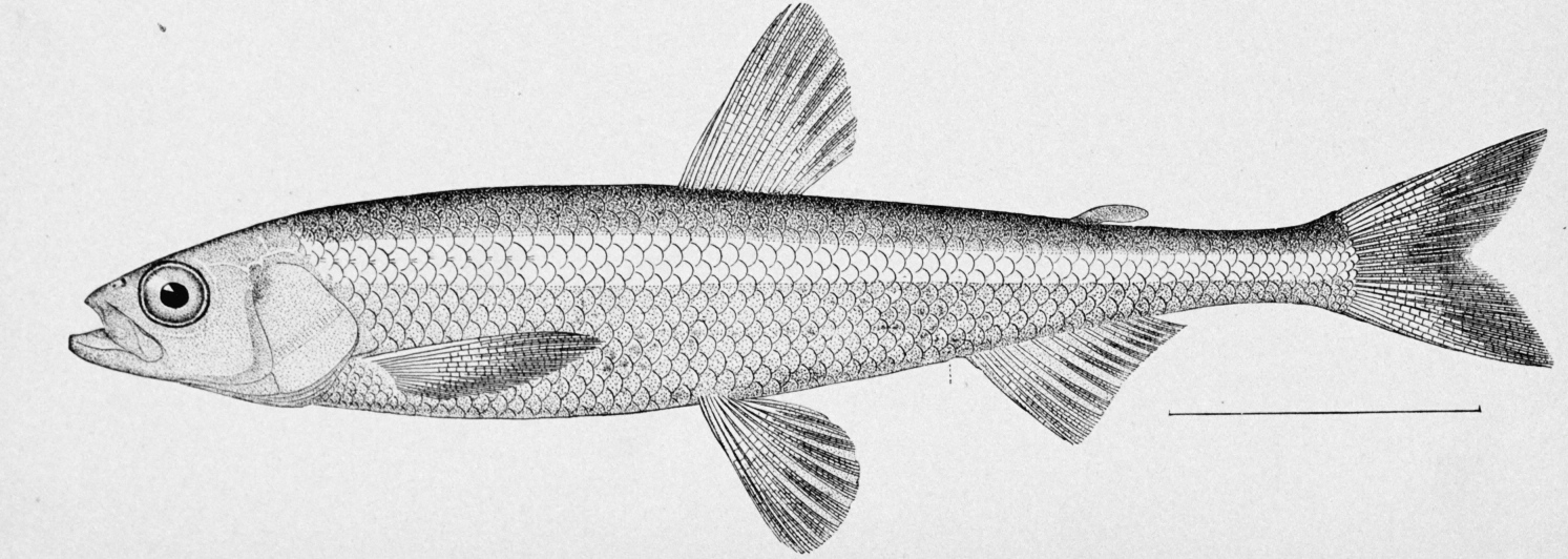 <p>Smelt (Whitebait smelt, surf smelt, eulachon)</p><ul><li><p>small, frail</p></li><li><p>adipose fin</p></li><li><p>short dorsal fin at mid-body</p></li><li><p>pelvic fins abdominal</p></li><li><p>countershaded</p></li><li><p>anadromous</p></li></ul><p></p>