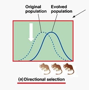 <p>fitness favors phenotypes at one end of the distribution</p>