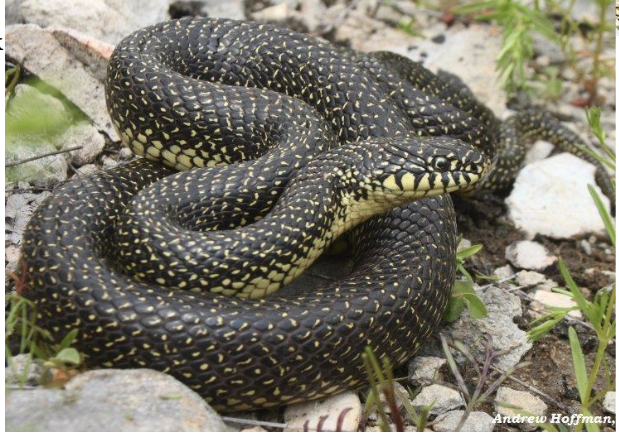 <p>speckled king snake </p><ul><li><p>black, belly yellow/white with clusters of black</p></li><li><p>pale yellow speckling</p></li><li><p>scales <u>smooth,</u> anal plate un<u>divided</u></p></li></ul><p></p>