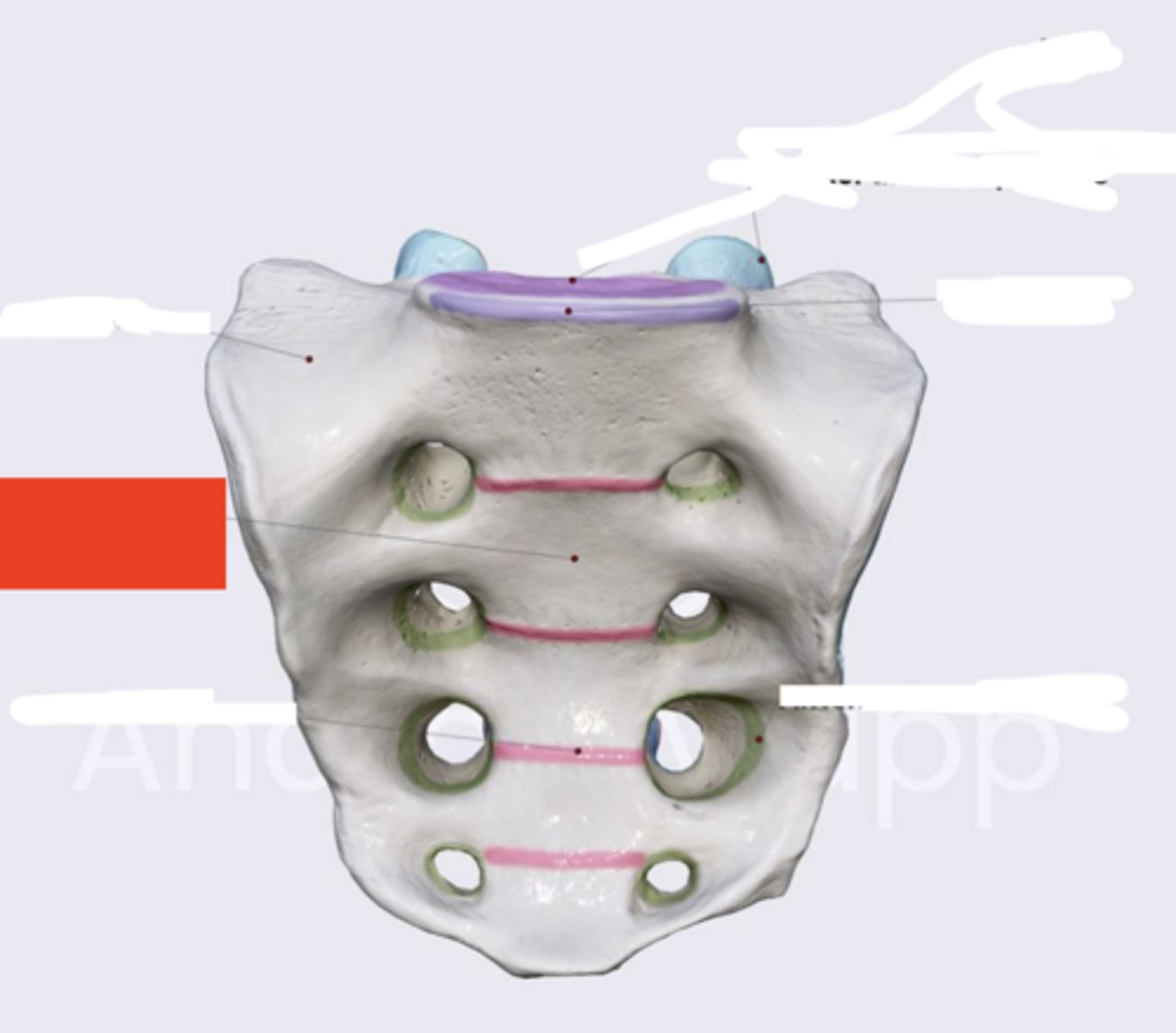 <p>Anterior view</p><p>Surface indicated by red box</p>
