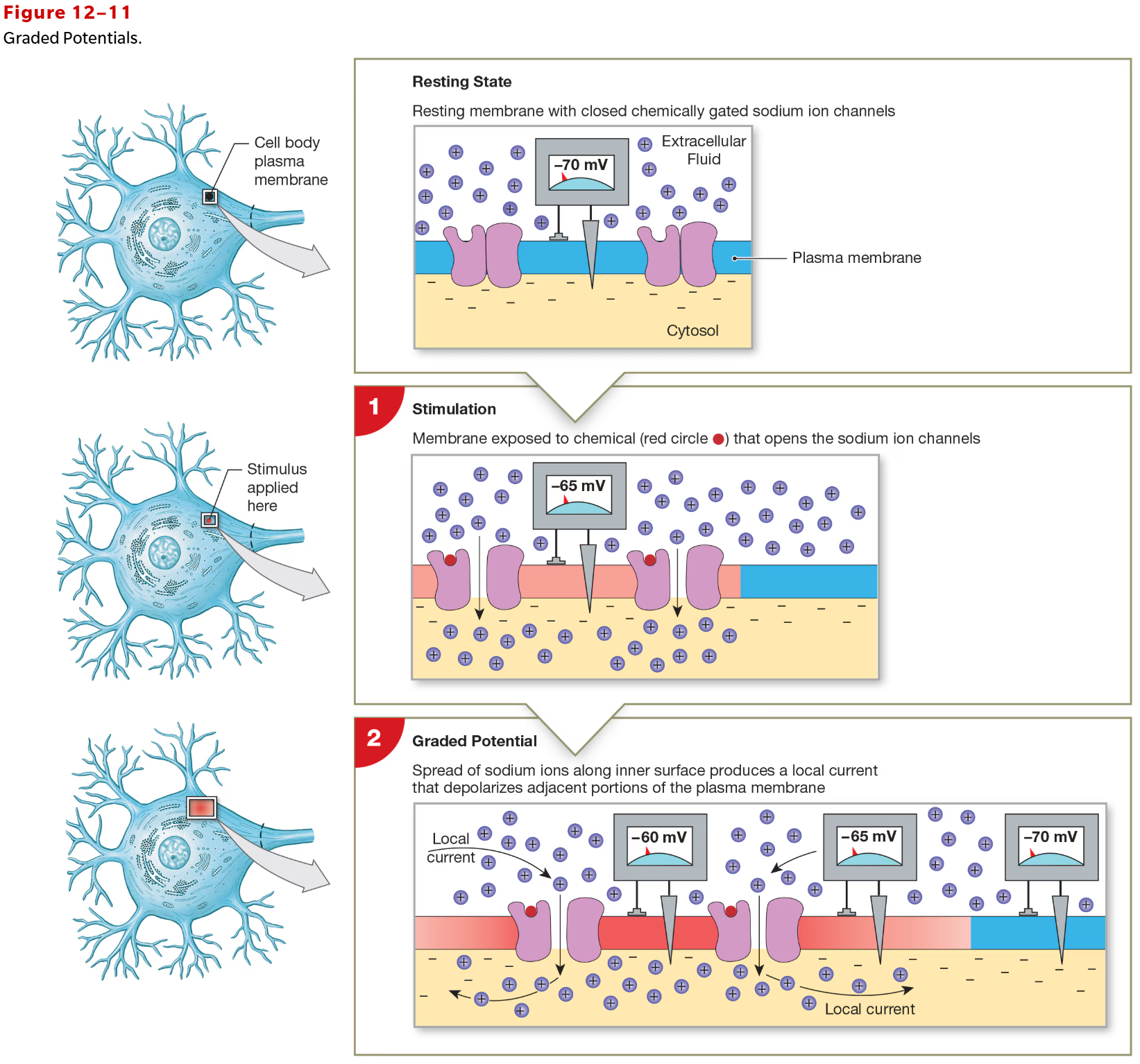 <p>transient, local change in membrane potential</p><ul><li><p>change is stimulated by opening ion channel such as ligand or mechanically</p></li><li><p>change in voltage is proportional to stimulus</p></li><li><p>degree of depolarization decreases with increased distance from stimulation site</p><ul><li><p>cyotosol offers resistance to ion movement</p></li></ul></li></ul><p></p>