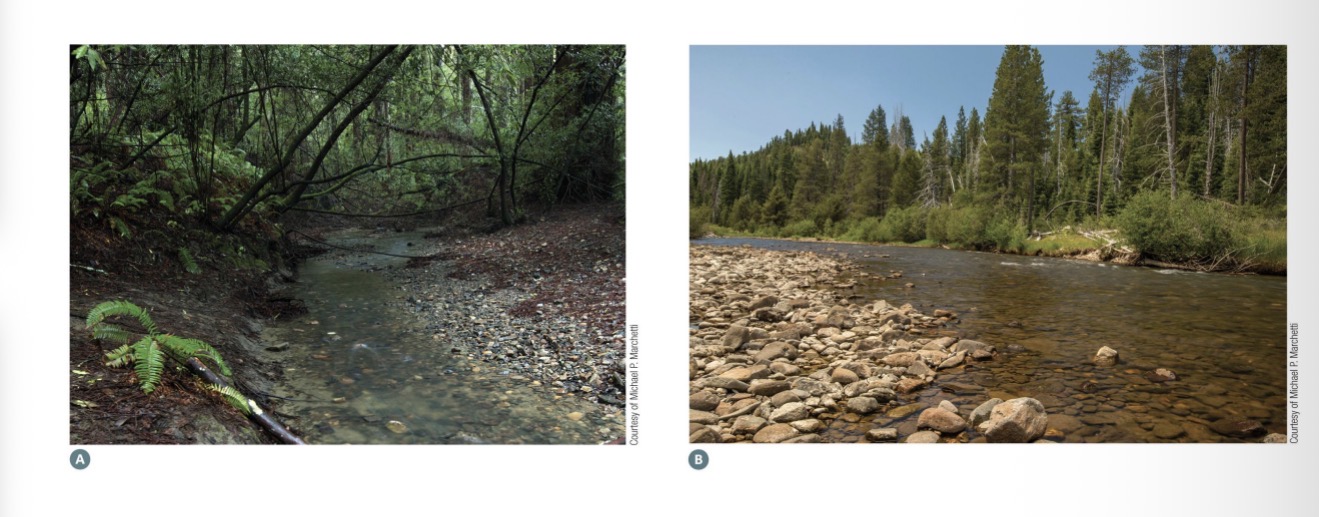 <ul><li><p>For example, many ecosystems are supported by both endogenous and exogenous energy inputs.</p></li><li><p>Example: Lotic ecosystems subsidized by terrestrial energy inputs</p><ul><li><p>Rivers have almost no minerals so they should not be able to support much life. But trees’ leaves fall into water, rot, and bring in energy that way → this is exogenous energy output (energy from outside the system)</p></li></ul></li></ul><p></p>