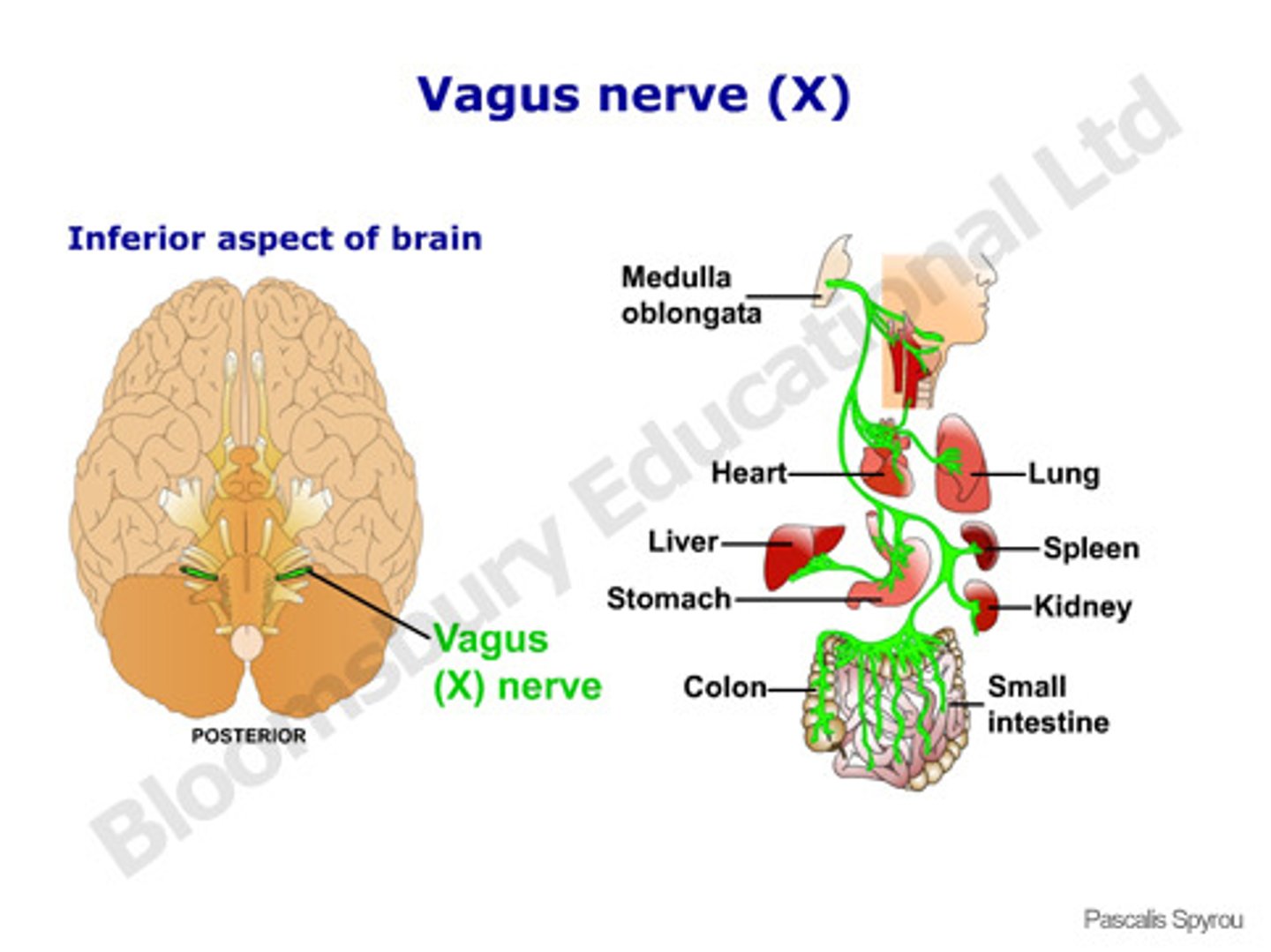 <p>Cranial nerve X. </p><p>*Sensory information from the internal organs -- particularly notable for connecting GI activity with the brainstem, and for carrying baroreceptor information from the heart to the brainstem.</p><p>*Parasympathetic motor for internal (visceral) organs - slows heart, dilates bronchi, stimulates GI organs, etc.</p>