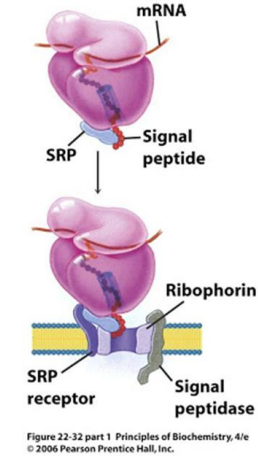 <p>The signal peptide is synthesized by the ribosome at the N-terminus of the precursor.</p>