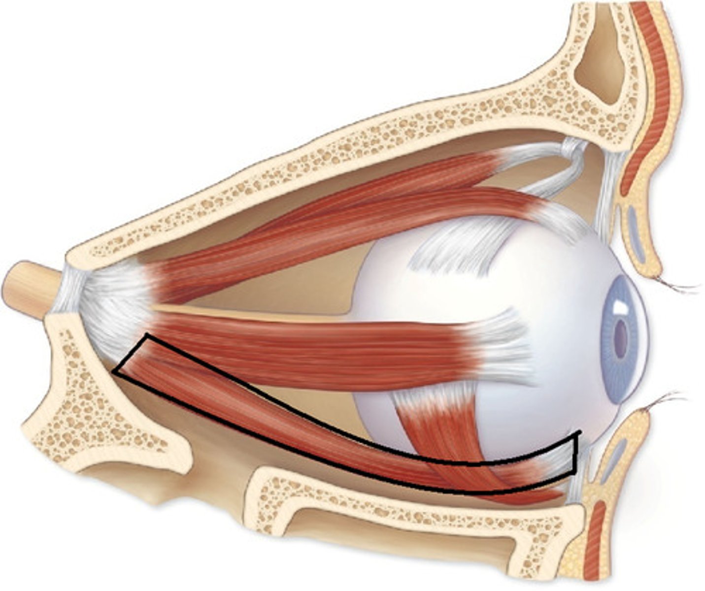 <p>depresses eye and turns it medially</p>