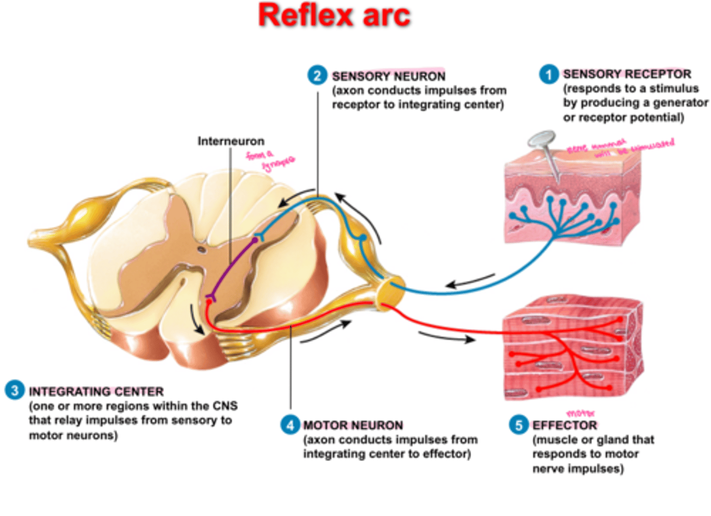 <p>the nerve pathway involved in a reflex action including at its simplest a sensory nerve and a motor nerve with a synapse between.</p><p>A relatively direct connection between a sensory neuron and a motor neuron that allows an extremely rapid response to a stimulus, often without conscious brain involvement.</p>