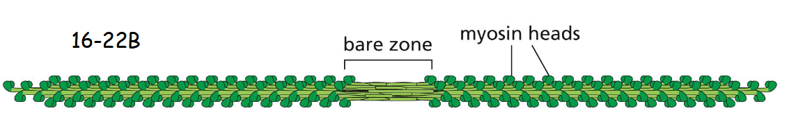 <p>myosin II molecules aggregate by means of their tail regions (bare zone), with their heads projecting to the outside of the filament (movie 16-2)</p>