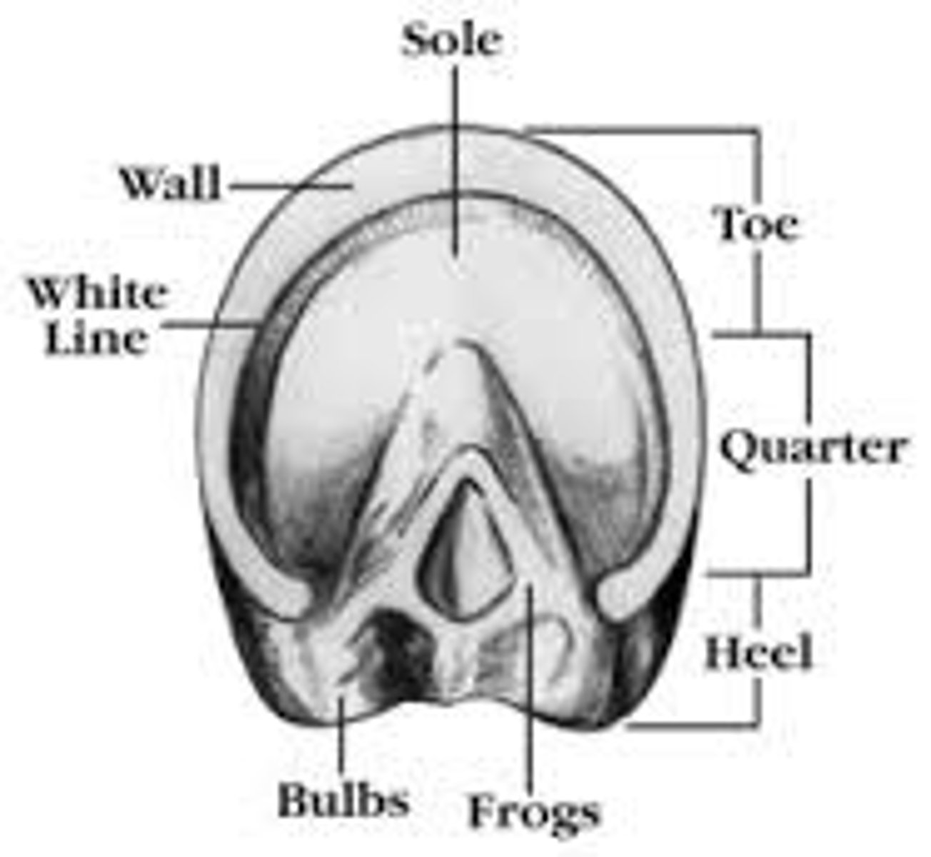 <p>Part of hoof where it is horny, frowned, and needs to be trimmed off</p>