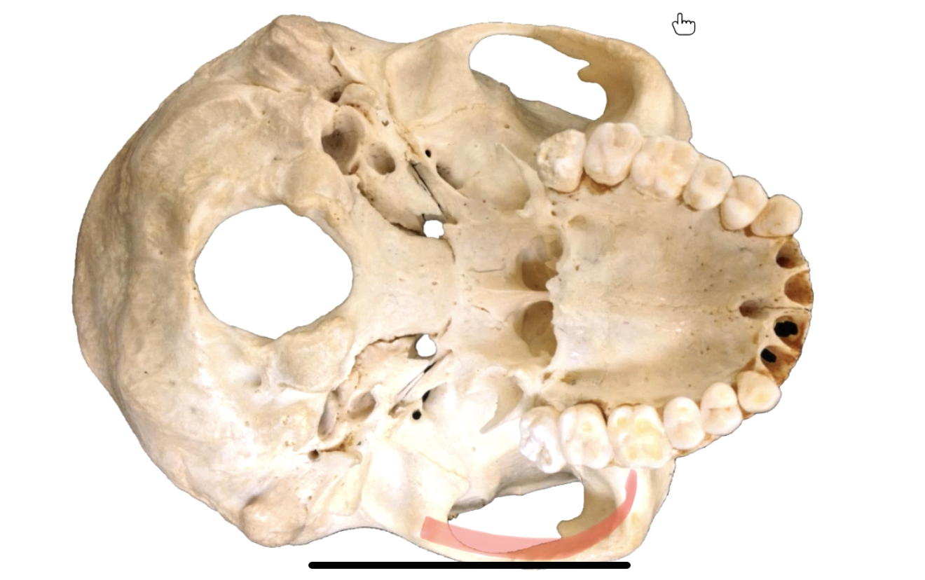 knowt flashcard image