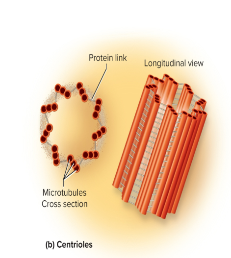 <p>an organelle with a short cylindrical assembly of microtubles  </p><p><strong>function: plays a key role in cell division </strong></p>