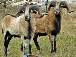 <p>true hair sheep</p>