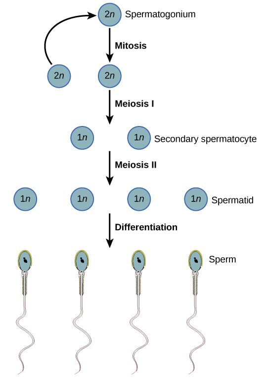 <ol><li><p>Germinal epithelium (<strong><u>diploid</u></strong>) divides by <strong><u>mitosis</u></strong> to make diploid <mark data-color="yellow" style="background-color: yellow; color: inherit">spermatogonia</mark> and more <mark data-color="yellow" style="background-color: yellow; color: inherit">germinal epithelium cells.</mark></p></li><li><p>Spermatogonia divides many times by <strong><u>mitosis</u></strong> making <mark data-color="yellow" style="background-color: yellow; color: inherit">more spermatagonia</mark>, some enlarge, making <mark data-color="yellow" style="background-color: yellow; color: inherit">diploid primary spermatocytes</mark></p></li><li><p>Primary spermatocytes undergo <strong><u>meiosis I</u></strong>, making <mark data-color="yellow" style="background-color: yellow; color: inherit">haploid secondary spermatocytes.</mark></p></li><li><p>Secondary spermatocytes undergo <strong><u>meiosis II</u></strong>, making <mark data-color="yellow" style="background-color: yellow; color: inherit">haploid spermatids</mark></p></li><li><p><mark data-color="yellow" style="background-color: yellow; color: inherit">Spermatids</mark> mature into <mark data-color="yellow" style="background-color: yellow; color: inherit">spermatozoa/sperm</mark></p></li></ol><p></p>