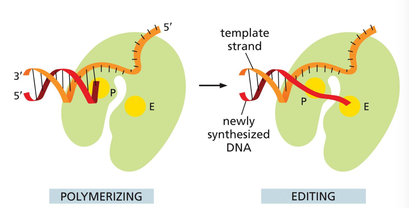 <p>1) 3’ to 5’ exonuclease</p><ul><li><p>It removes the misincorporated nucleotide</p></li><li><p>The DNA polymerase have exonuclease activity</p></li><li><p>“chop off a nucleotide at the end immediately“</p></li><li><p>3’ to 5’ backwards reading</p></li><li><p>“backspace button or 3’ to 5’“</p></li><li><p>DNA polymerase has two active sites</p><ul><li><p>Polymerizing site</p></li><li><p>Editing/Exonuclease site</p></li></ul></li></ul><p></p>