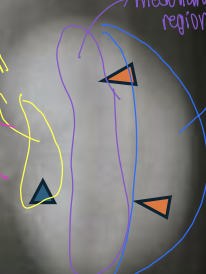 <p>what is the blue?</p>