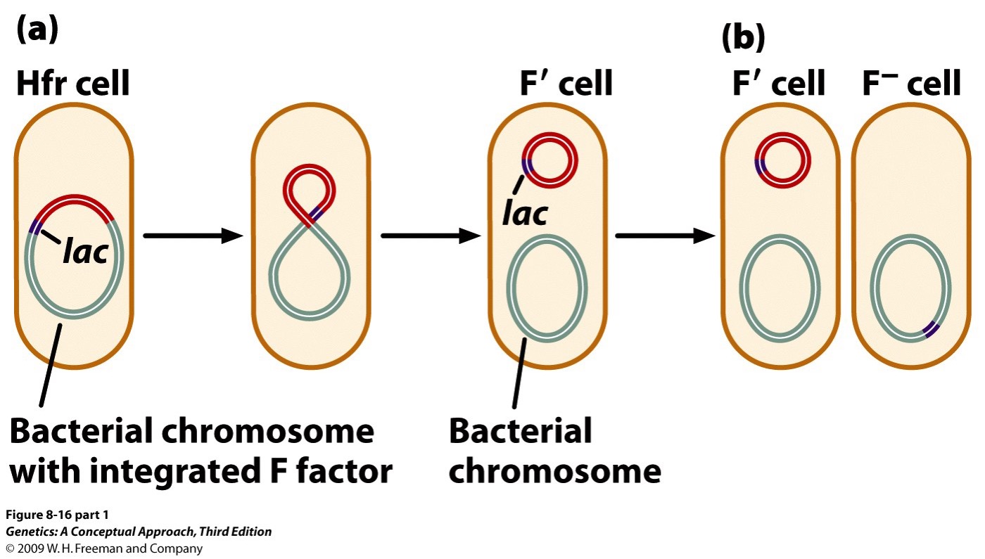 Present as separate circular DNA, carrying some bacterial cells and is a donor