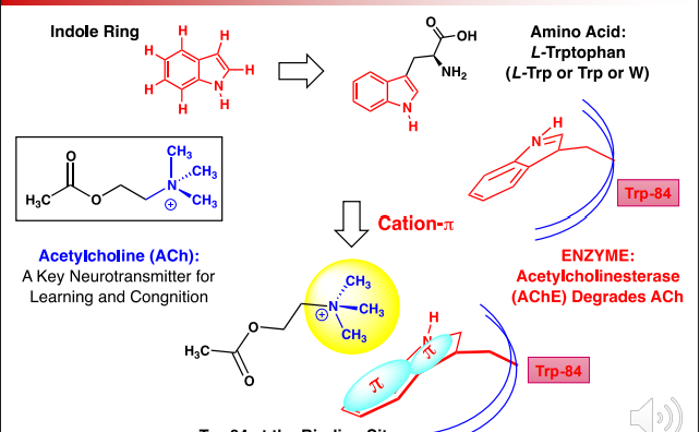 <p>In AcHE, Trp-84 forms a cation-pi interaction with the N-(Ch3)3 group </p><p>This binding allows for AcHE to degrade AcH which is important for regulation</p>