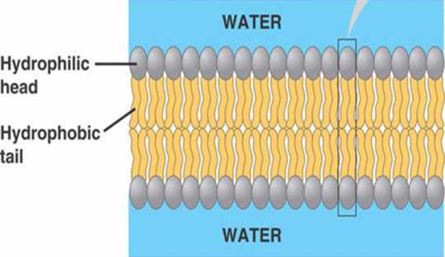 <p>The molecule has a polar region (the head which inhabits the phosphate group), and a non polar region (the fatty acid legs). When combined with other phospholipids, they form a bilayer (hydrophobic tails away from water; hydrophilic heads near water) that is a major component of cell membranes</p>