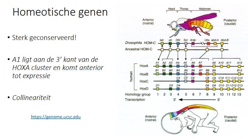 <p>de genen liggen in een volgorde op het chromosoom</p><p>de volgorde van de genen op het chromosoom komt overeen met de expressie van de genen van anterior naar posterior</p>