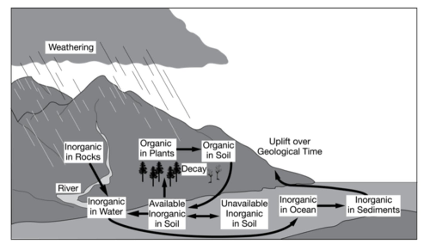 <p>phosphorus cycle</p>