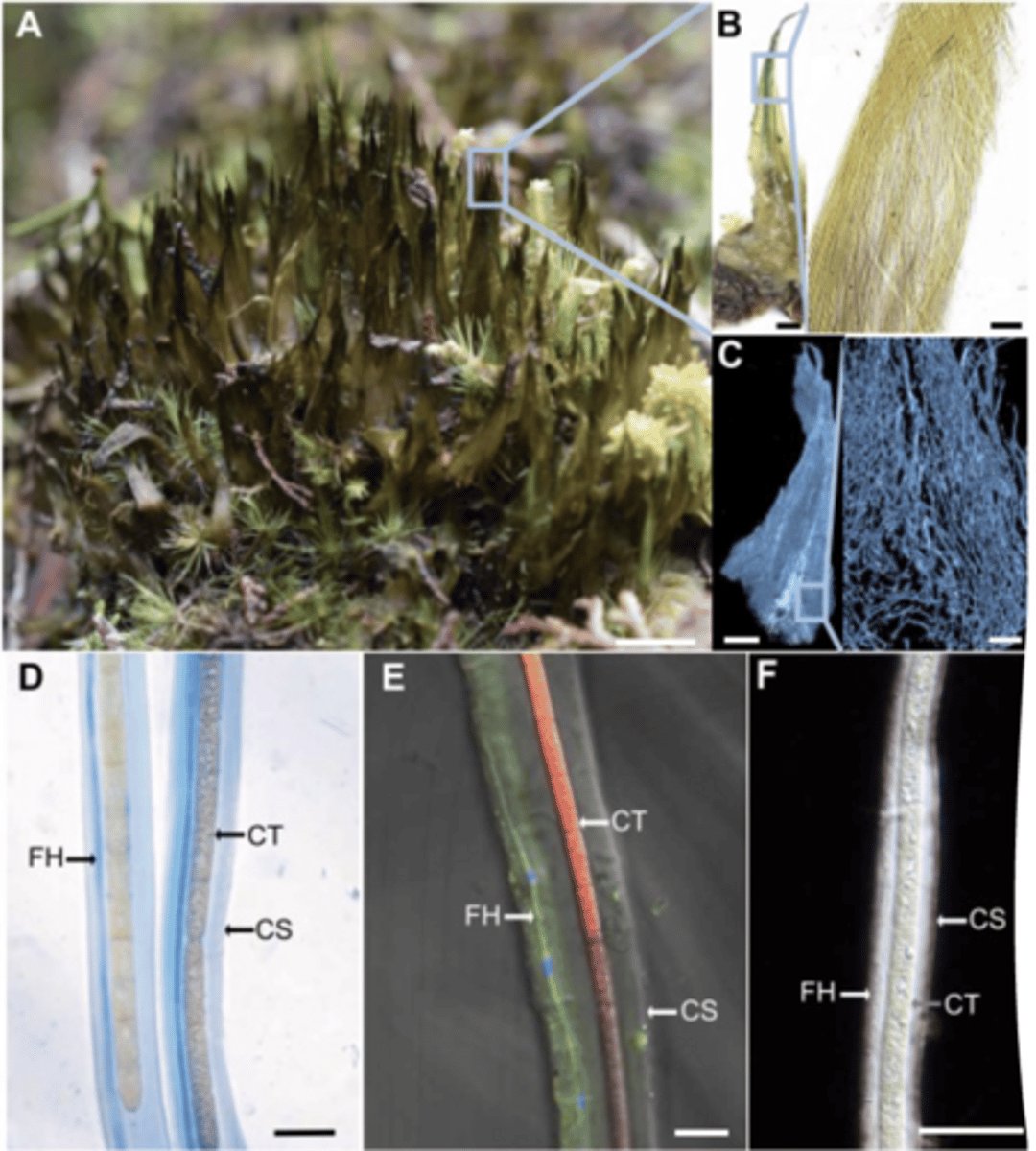 <p>new fungal-cyanobacterial symbiosis with up-right cyanobacterial sheaths surrounding fungal hyphae; usually, cyanobacteria living in fungi</p>