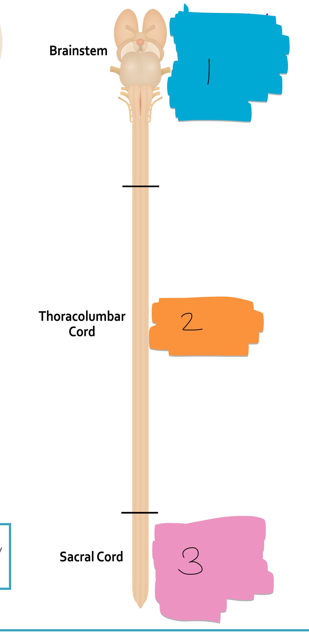 <p>what number(s) denote an area of sympathetic innervation </p>