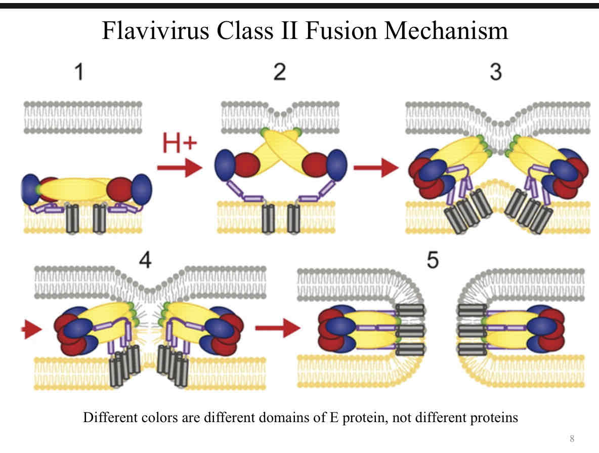 <ul><li><p>The <strong>E protein</strong> on the viral envelope binds to host cell receptors.</p></li><li><p>The virus is endocytosed into an acidic endosome.</p></li><li><p>The drop in pH triggers a conformational change in the E protein, exposing the <strong>fusion peptide</strong>.</p></li><li><p>The fusion peptide inserts into the host cell membrane, and the viral and host membranes fuse.</p></li><li><p>This fusion releases the viral genome into the host cell, where it can begin replication.</p></li></ul><p></p>