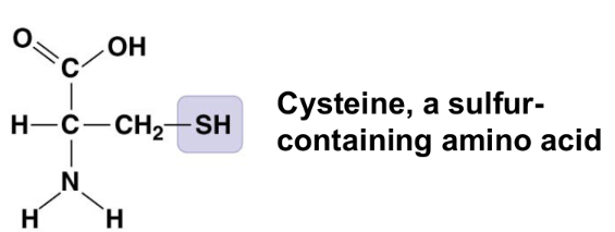 <ul><li><p>two (-SH) groups can react to form a disulfide bridge that helps stabilize proteins</p></li><li><p>compound name: thiol</p></li></ul><p></p>